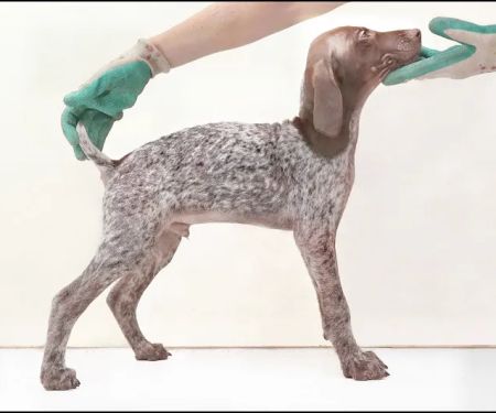 Vet Valet