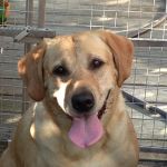 Weston Veterinary Clinic, A Thrive Pet Healthcare Partner