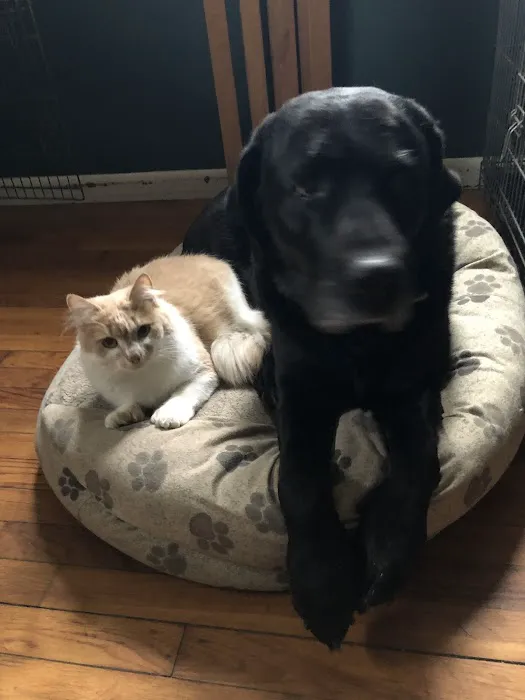 Weston Veterinary Clinic, A Thrive Pet Healthcare Partner Picture 2