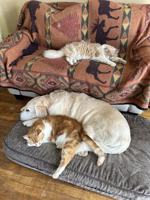 Weston Veterinary Clinic, A Thrive Pet Healthcare Partner Picture 6