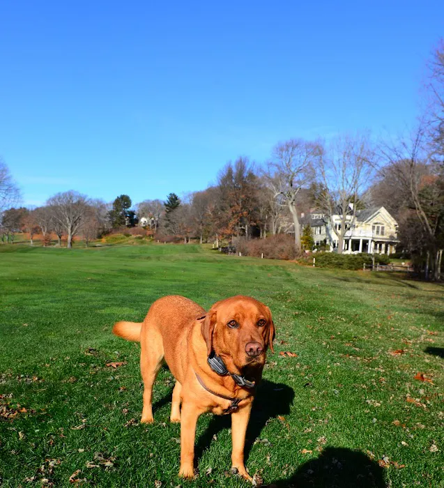 Weston Veterinary Clinic, A Thrive Pet Healthcare Partner Picture 4