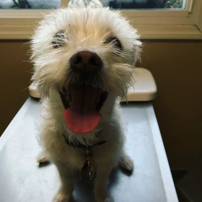 Weston Veterinary Clinic, A Thrive Pet Healthcare Partner Picture 9