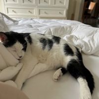 Boston Mobile Veterinary ico