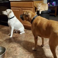Commonwealth Veterinary Hospital ico