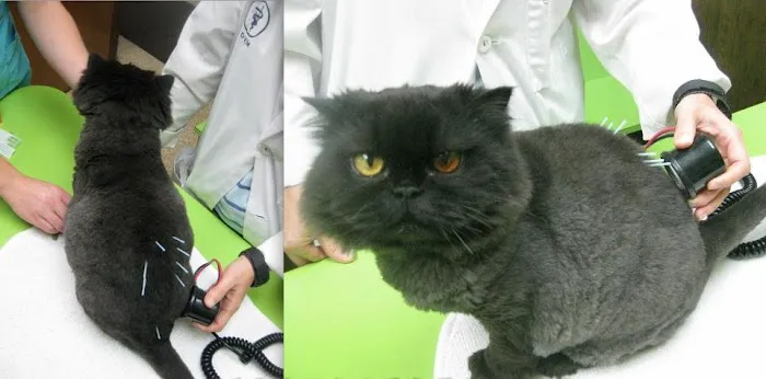 Marion Animal Hospital Picture 7