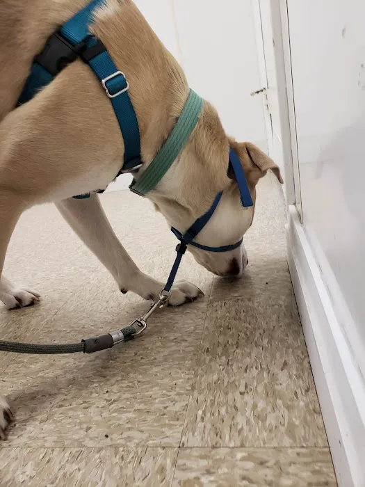 Assonet Animal Hospital Picture 3
