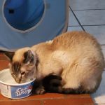 Raynham Veterinary Hospital, Inc.
