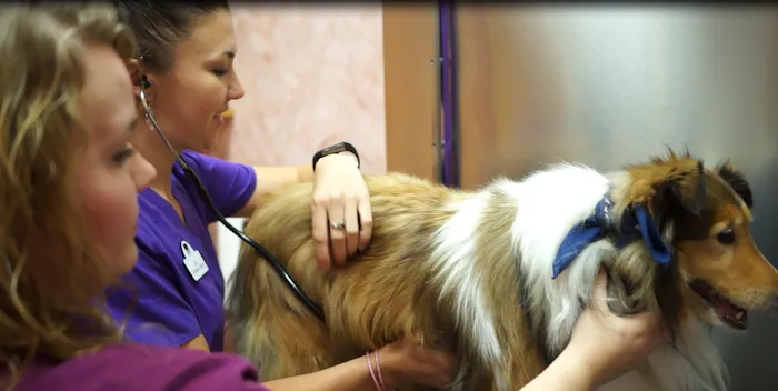 Raynham Veterinary Hospital, Inc. Picture 9