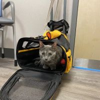 New England Animal Medical Center Primary Care ico