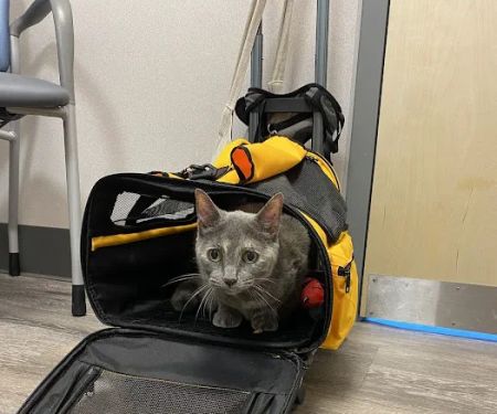 New England Animal Medical Center Primary Care