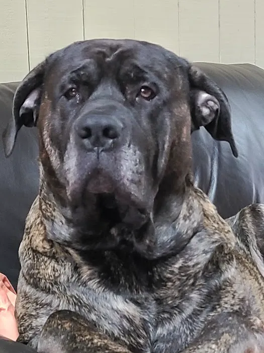 New England Animal Medical Center Primary Care Picture 3