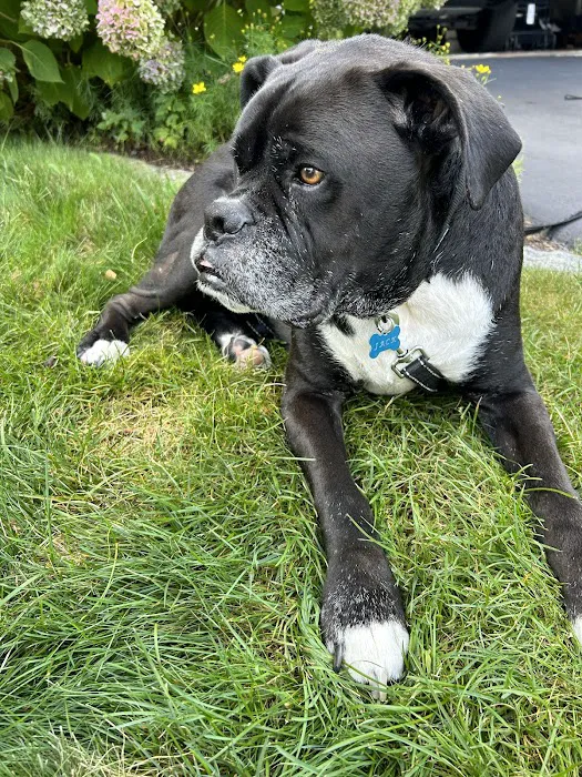 New England Animal Medical Center Primary Care Picture 6