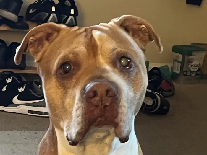 New England Animal Medical Center Primary Care Picture 4