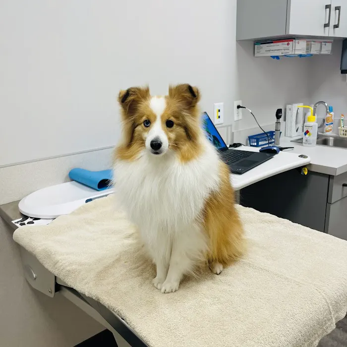 New England Animal Medical Center Primary Care Picture 8