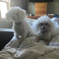 Animal Eye Specialists ico