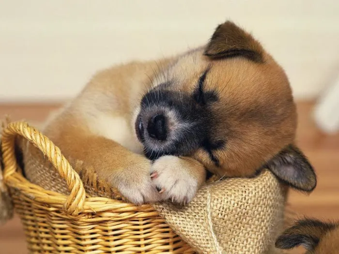 Lakeville Animal Hospital Picture 5