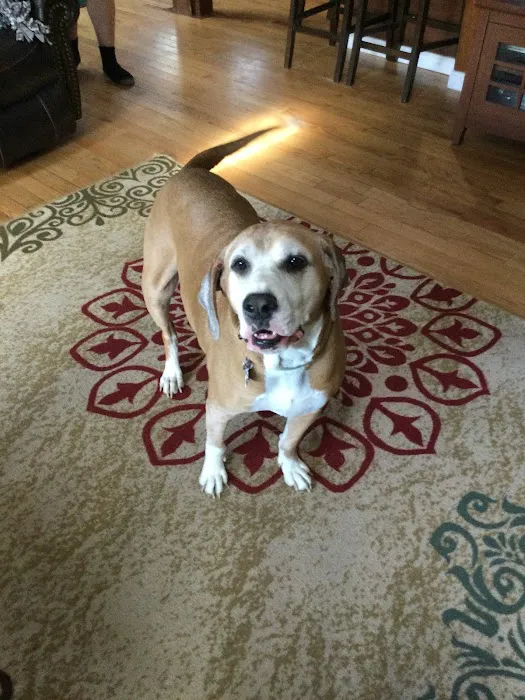Lakeville Animal Hospital Picture 3