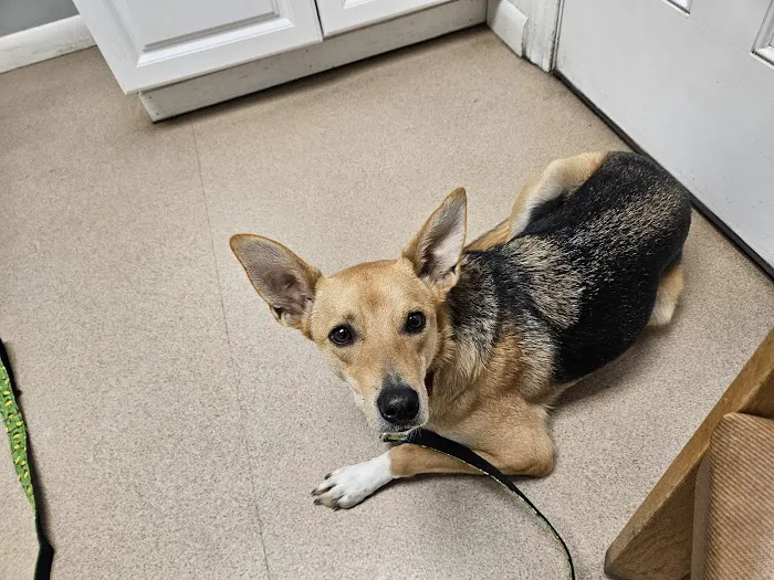 Bridgewater Veterinary Clinic Picture 4