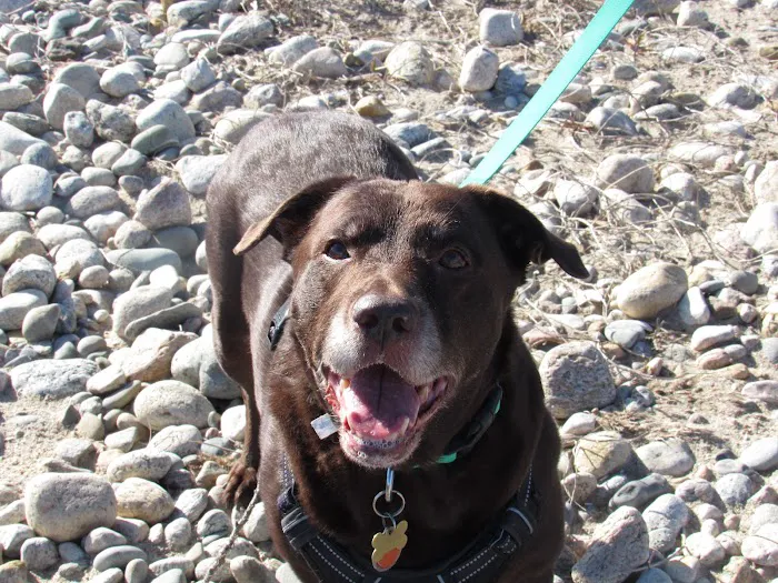 Chase Veterinary Clinic Picture 6