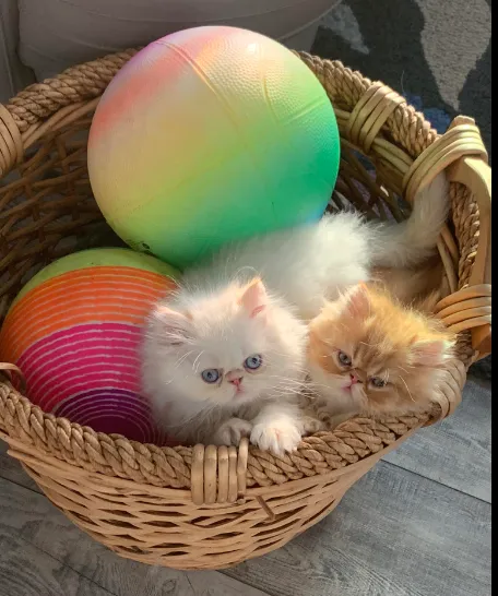 Sunshinezzz Himalayans & Persians Picture 2