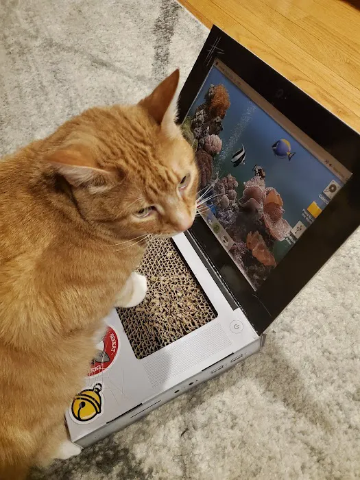 The Cat Doctor Picture 2