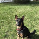 Lexington-Bedford Veterinary Hospital