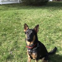 Lexington-Bedford Veterinary Hospital ico