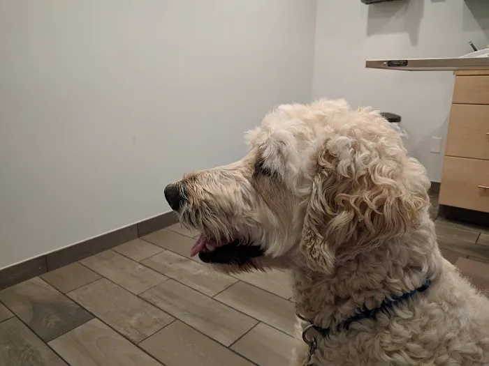 Lexington-Bedford Veterinary Hospital Picture 5