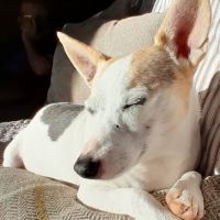 Derry Animal Hospital ico