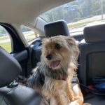 Windham Animal Hospital