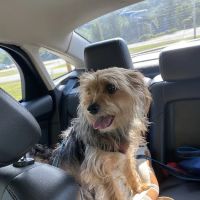 Windham Animal Hospital ico