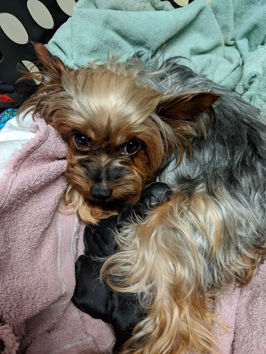 Windham Animal Hospital Picture 8
