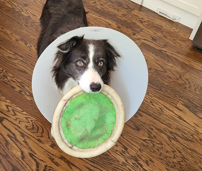 Windham Animal Hospital Picture 9
