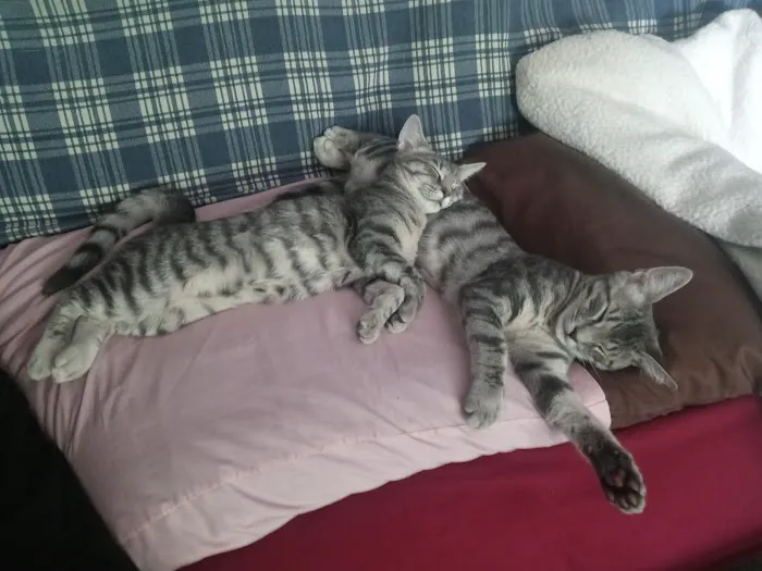 Animal Rescue Veterinary Services Picture 1