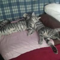 Animal Rescue Veterinary Services ico