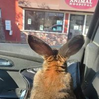 Granite State Animal Hospital ico