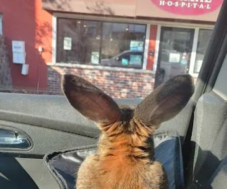 Granite State Animal Hospital