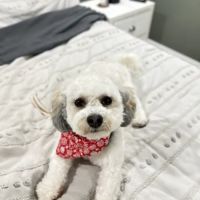Banfield Pet Hospital ico