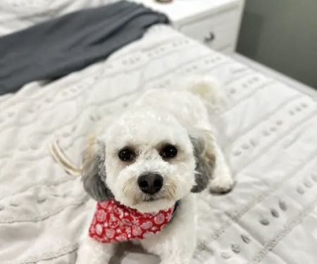 Banfield Pet Hospital