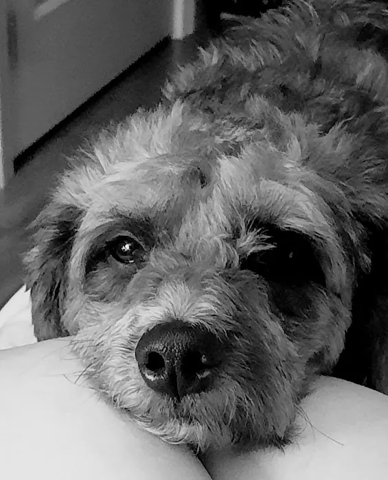Banfield Pet Hospital Picture 2