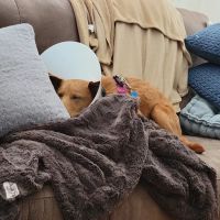 Merrimack Animal Hospital ico