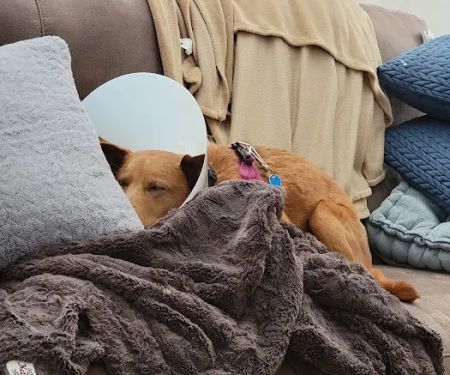 Merrimack Animal Hospital