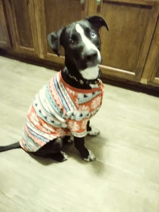 Veterinary Services Picture 4