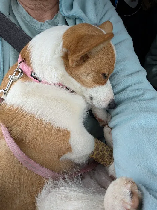 Veterinary Services Picture 9