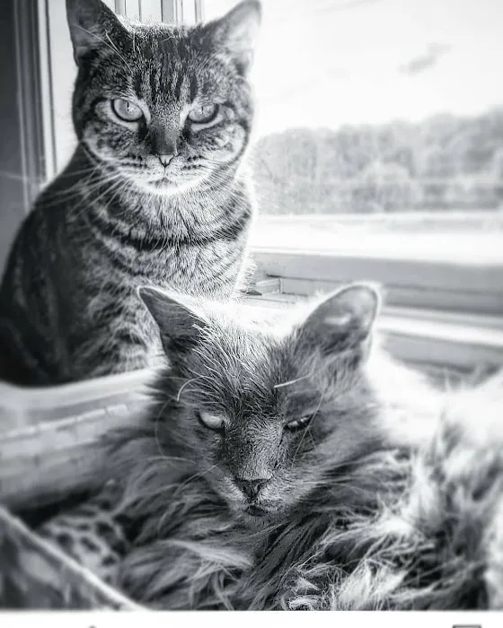 Hanging Rock Animal Hospital Picture 9
