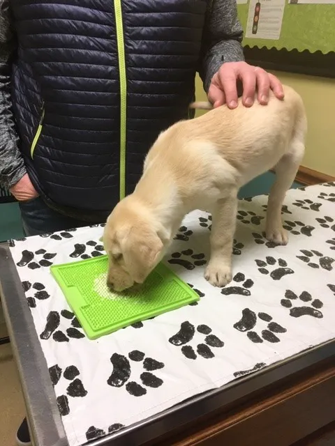 Hanging Rock Animal Hospital Picture 8