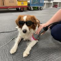 Animal Care Center Of Salem ico