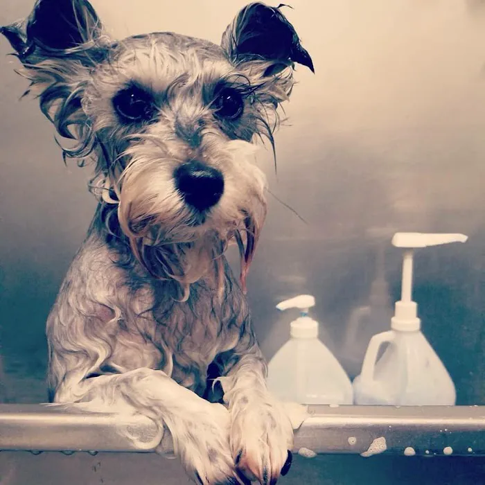 Big Lick Veterinary Services Picture 2