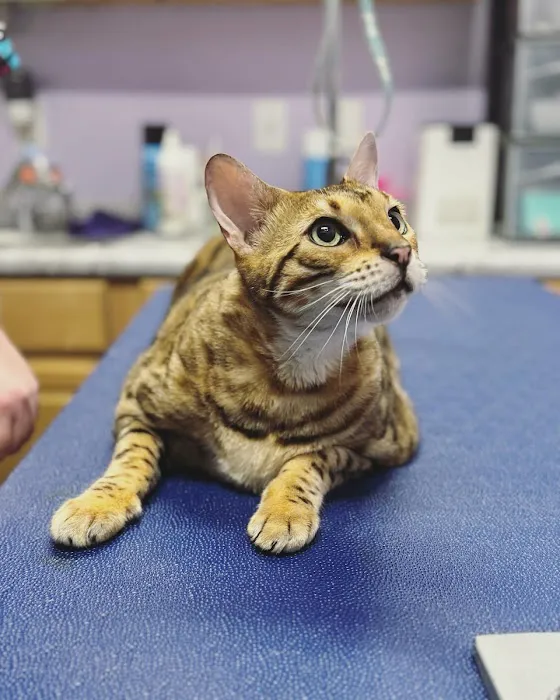 Big Lick Veterinary Services Picture 5