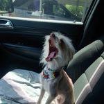 Mt. Hermon Animal Medical Center